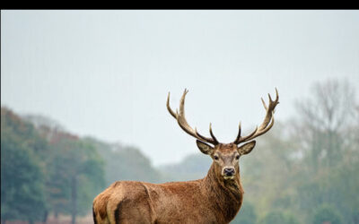 Existencial de Ángel Jesús Martín González. Las palabras que no se dijeron a tiempo